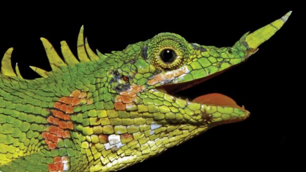 Modigliani-lizard.face-profile-closeup